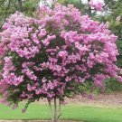 Crape Myrtle Light Pink Seeds / Perennial Tree