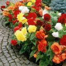 Begonia Mix Flower Seeds / Shade Loving