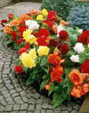 Begonia Mix Flower Seeds / Shade Loving