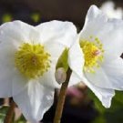 White Christmas Roes Helleborus / Winter Blooming / Perennial Flower Seeds