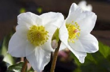 White Christmas Roes Helleborus / Winter Blooming / Perennial Flower Seeds