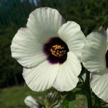 Amethyst Hibiscus / Perennial Flower Seeds