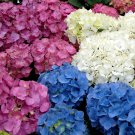 Hydrangea Mix / Long Lasting Perennial Flower Seeds