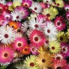 Magic Carpet Mix Ice Plant Mesembryanthemum / Perennial Flower Seeds