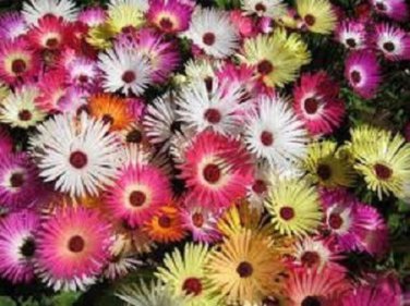 Magic Carpet Mix Ice Plant Mesembryanthemum / Perennial Flower Seeds