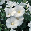 White Rose Mallow Lavatera / Perennial Flower Seeds