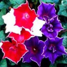 Morning Glory Kikyo Zaki Mix Ipomoea / Self-Seeding Annual Flower Seeds