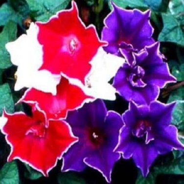 Morning Glory Kikyo Zaki Mix Ipomoea / Self-Seeding Annual Flower Seeds