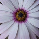 Lavender Frost Osteospermum / Perennial Flower Seeds