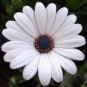 White Osteospermum / Half-Hardy Perennial Flower Seeds