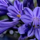 Agapanthus Purple Flower Seeds / Perennial