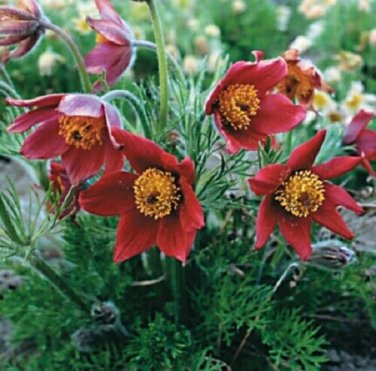 Red Anemone / Perennial Flower Seeds