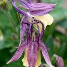 Aquilegia Purple and Yellow Bi-Color Flower Seeds / Perennial