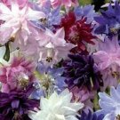 Barlow Mix Aquilegia / Perennial Flower Seeds