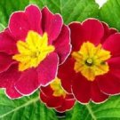 Scarlet Ruffled Primula Primrose / Perennial Flower Seeds