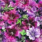 Malva Mystic Merlin Mix Flower Seeds / Sylvestris / Perennial