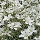 Snow in Summer Cerastium Ground Cover Flower Seeds /Perennial
