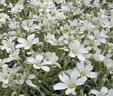 Snow in Summer Cerastium Ground Cover Flower Seeds /Perennial