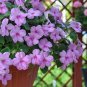 Accent Lavender Blue Impatiens / Annual Flower Seeds / Shade Loving