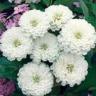 Zinnia Oklahoma White / Flower Seeds