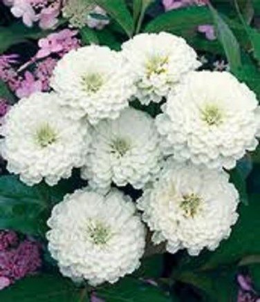 Zinnia Oklahoma White / Flower Seeds