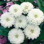Zinnia Oklahoma White / Flower Seeds