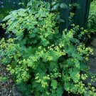 Ladies Mantle / Achemilla Mollis / Perennial Flower Seeds