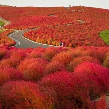 Burning Bush Kochia Scoparia / Hardy-Drought Tolerant / Annual Flower Seeds