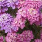 Lilac and Pink Mix Iberis Candytuft / Deer Resistant Flower Seeds