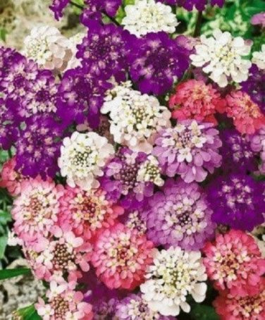 Iberis Umbellata Mix / Candytuft Evergreen / Flower Seeds