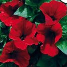 PETUNIA STORM RED FLOWER SEEDS MIX / LONG LASTING ANNUAL