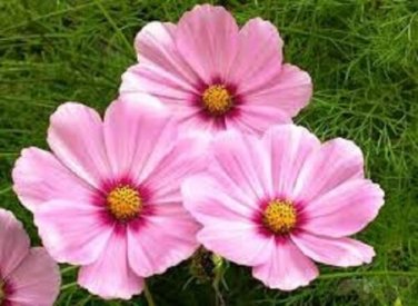Cosmos Sensation Pinkie Flower Seeds / Long Lasting Annual/ Drought Tolerant