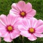Cosmos Sensation Pinkie Flower Seeds / Long Lasting Annual/ Drought Tolerant