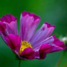 Cosmos Fluted Pied Piper Flower Seeds / Long Lasting Annual/Drought Tolerant
