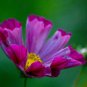 Cosmos Fluted Pied Piper Flower Seeds / Long Lasting Annual/Drought Tolerant