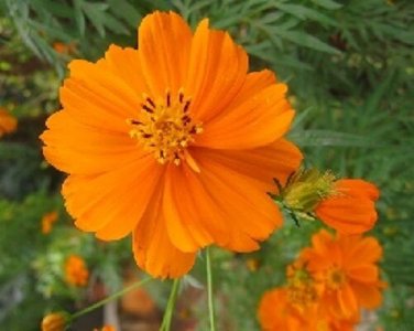 Cosmos Cosmic Orange Flower Seeds /Long Lasting Annual /Drought Tolerant