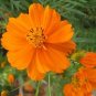 Cosmos Cosmic Orange Flower Seeds /Long Lasting Annual /Drought Tolerant