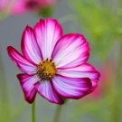 Cosmos Pink Picotee Flower Seeds /Long Lasting Annual / Drought Tolerant