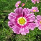 Cosmos Happy Ring Flower Seeds / Long Lasting Annual / Drought Tolerant