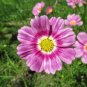 Cosmos Happy Ring Flower Seeds / Long Lasting Annual / Drought Tolerant
