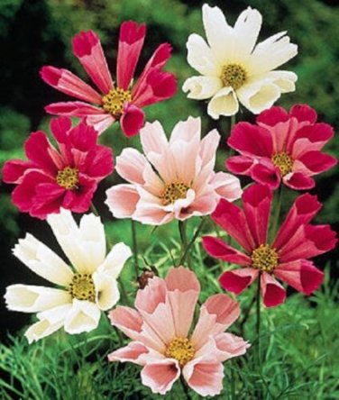 Cosmos Seashells Mix Flower Seeds / Long Lasting Annual / Drought Tolerant
