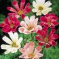 Cosmos Seashells Mix Flower Seeds / Long Lasting Annual / Drought Tolerant