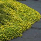 SEDUM ELLACOMBIANUM, STONECROP, YELLOW GROUND COVER, PERENNIAL FLOWER SEEDS