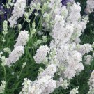 LAVENDER, LAVANDULA ELLAGANCE WHITE SNOW / PERENNIAL FRAGRANT FLOWER SEEDS