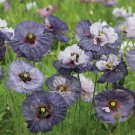 POPPY PAPAVER RHOEAS, AMAZING GREY "NEW" SELF SOW ANNUAL FLOWER SEEDS