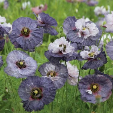 POPPY PAPAVER RHOEAS, AMAZING GREY "NEW" SELF SOW ANNUAL FLOWER SEEDS