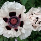 POPPY PAPAVER ORIENTALE, CHECKERS WHITE AND BLACK PERENNIAL FLOWER SEEDS