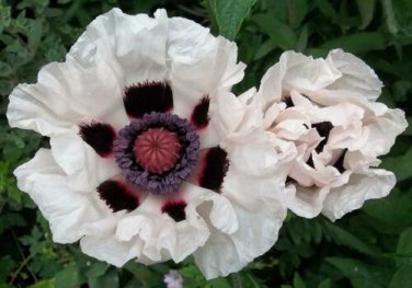 POPPY PAPAVER ORIENTALE, CHECKERS WHITE AND BLACK PERENNIAL FLOWER SEEDS