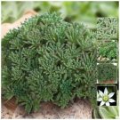 SEDUM RUBENS LIZARD, SUCCULENT GROUND COVER, HOUSE PLANT FLOWER SEEDS