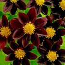 DAHLIA BLACK BEAUTY RARE AWARD WINNING NOVELTY FLOWER SEEDS